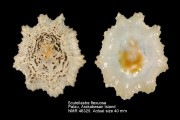 Scutellastra flexuosa